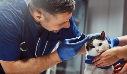 MÉDICO VETERINÁRIO: RECONHECIMENTO DA ATIVIDADE INSALUBRE